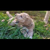Goldendoodle - Both