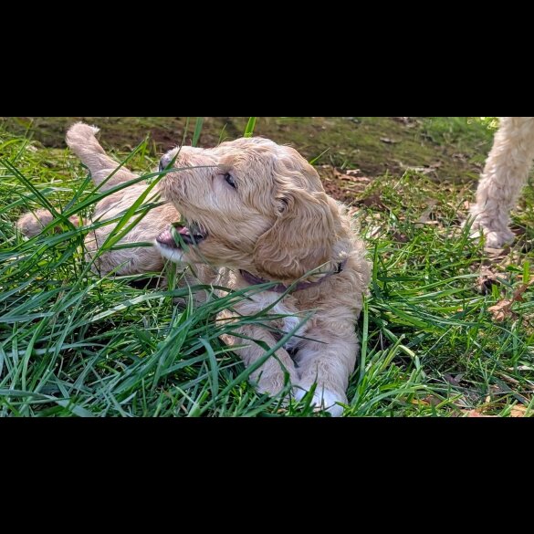 Goldendoodle - Both