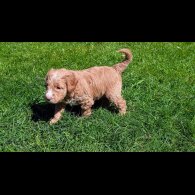 Goldendoodle - Both