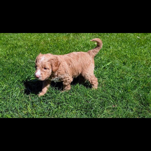 Goldendoodle - Both