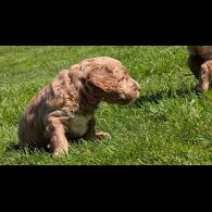 Goldendoodle - Both