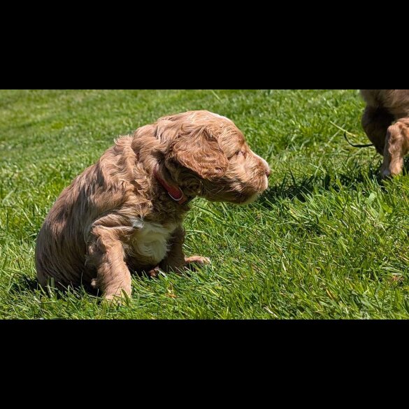 Goldendoodle - Both
