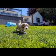 Goldendoodle - Both