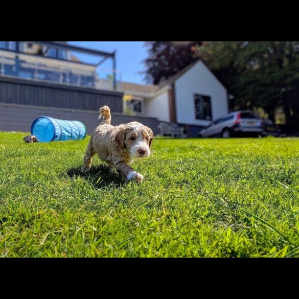 Goldendoodle - Both