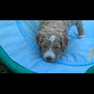 Goldendoodle - Both
