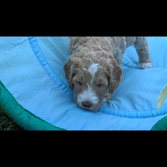 Goldendoodle - Both