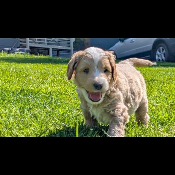Goldendoodle - Both