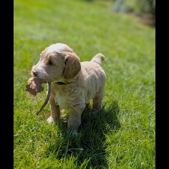 Goldendoodle - Both