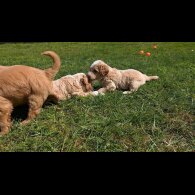 Goldendoodle - Both