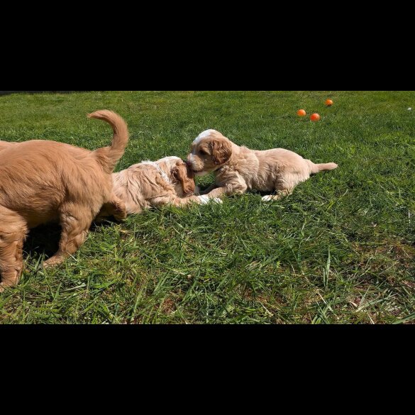 Goldendoodle - Both