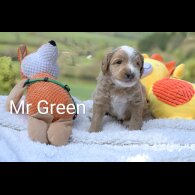 Goldendoodle - Both
