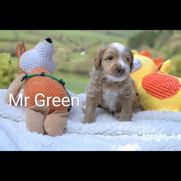 Goldendoodle - Both