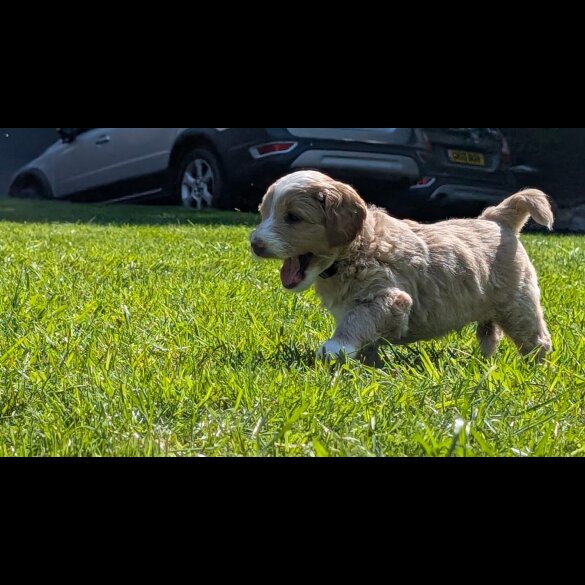 Goldendoodle - Both