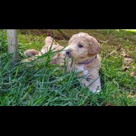 Goldendoodle - Both