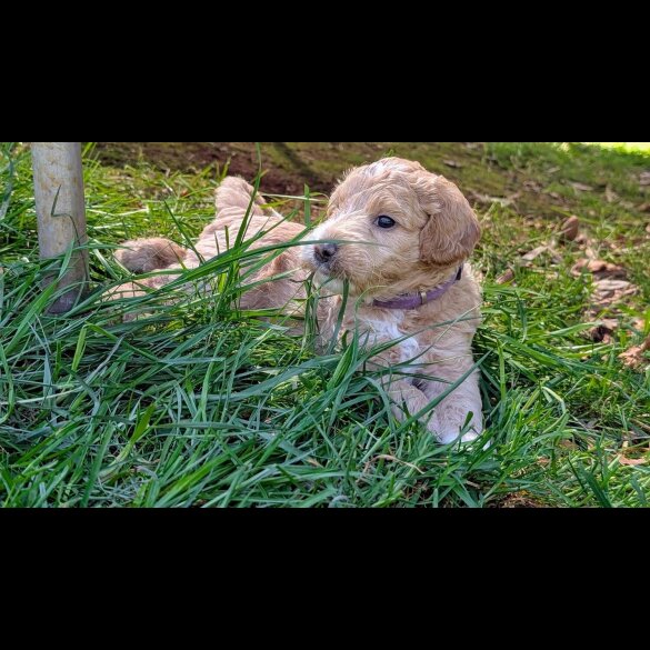 Goldendoodle - Both