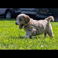 Goldendoodle - Both