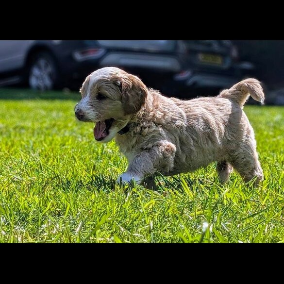 Goldendoodle - Both