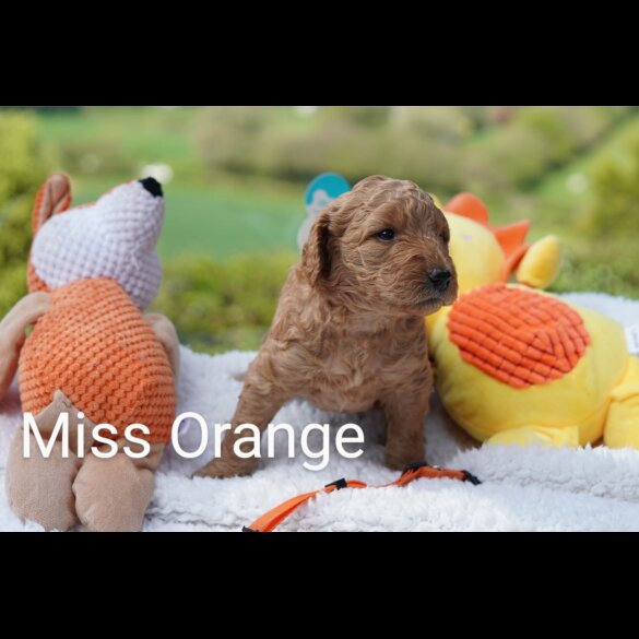 Goldendoodle - Both