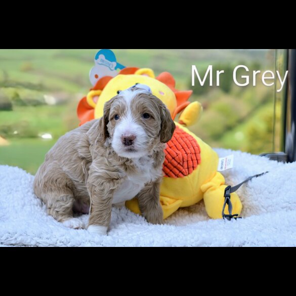 Goldendoodle - Both