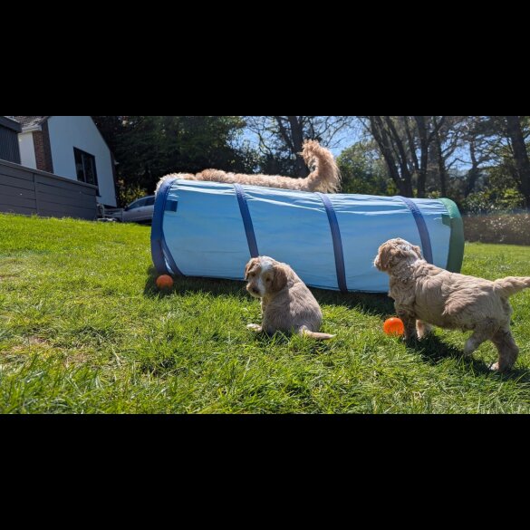 Goldendoodle - Both