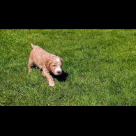 Goldendoodle - Both