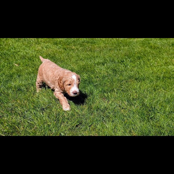 Goldendoodle - Both