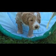 Goldendoodle - Both