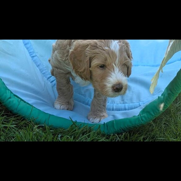Goldendoodle - Both