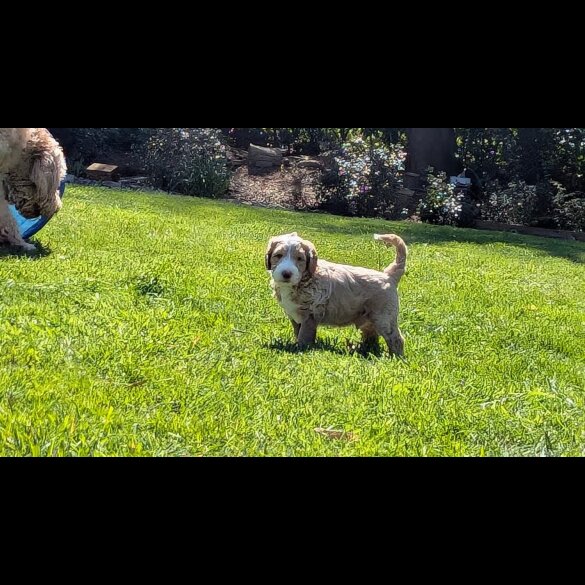 Goldendoodle - Both