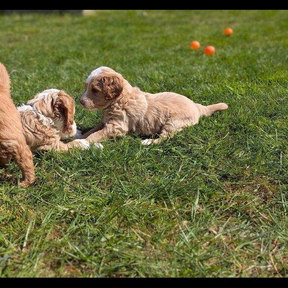Goldendoodle - Both