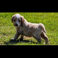 Goldendoodle - Both