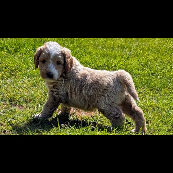 Goldendoodle - Both