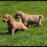 Goldendoodle - Both