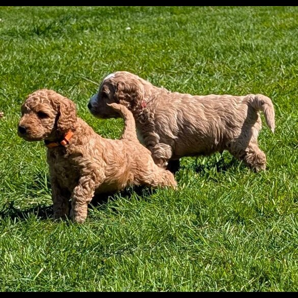 Goldendoodle - Both