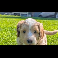 Goldendoodle - Both