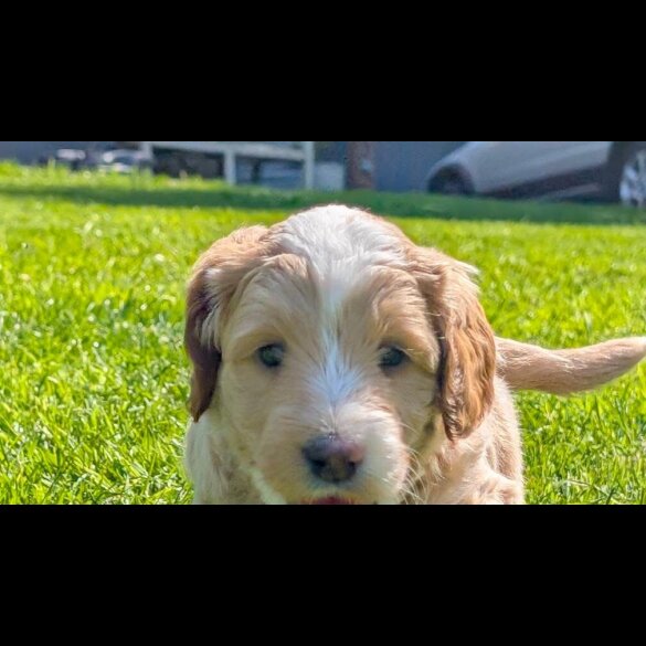 Goldendoodle - Both