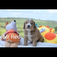 Goldendoodle - Both