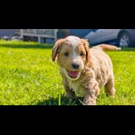 Goldendoodle - Both