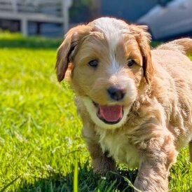 Goldendoodle - Both