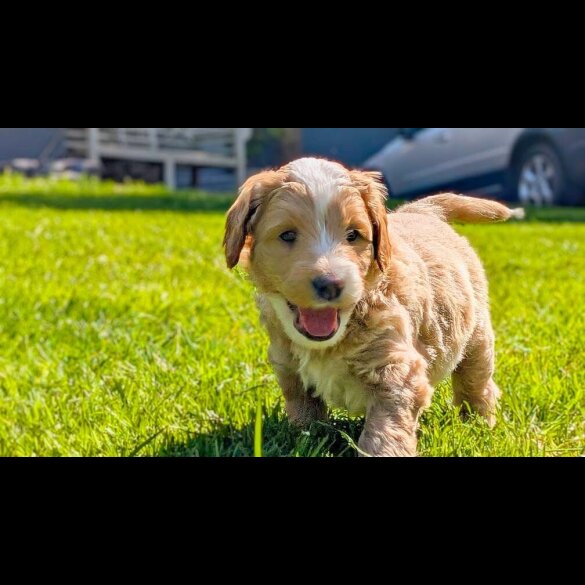 Goldendoodle - Both