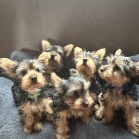 Australian Silky Terrier - Dogs