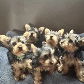 Australian Silky Terrier - Dogs