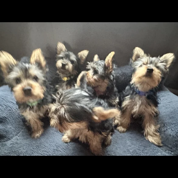 Australian Silky Terrier - Dogs