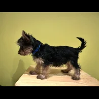 Australian Silky Terrier - Dogs