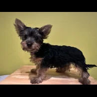 Australian Silky Terrier - Dogs