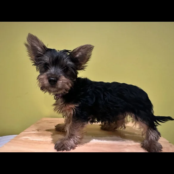 Australian Silky Terrier - Dogs