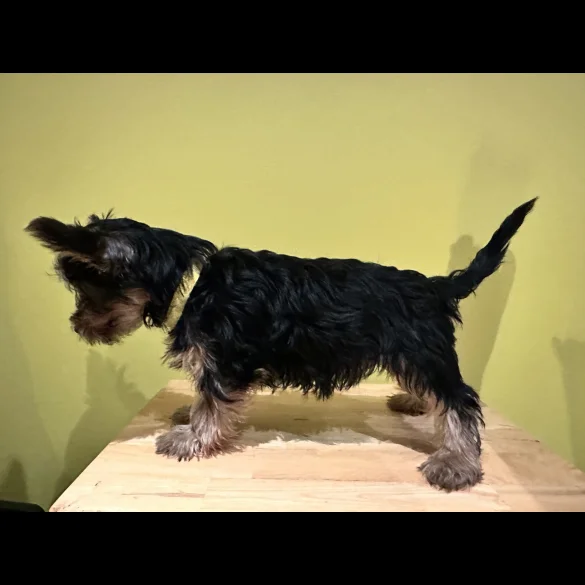 Australian Silky Terrier - Dogs