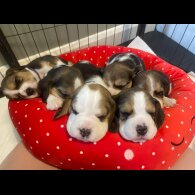 Beagle - Both