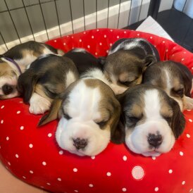 Beagle - Both