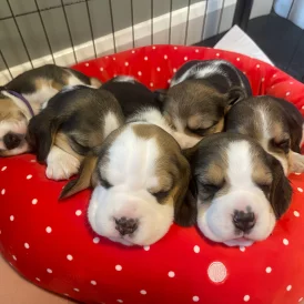 Beagle - Both